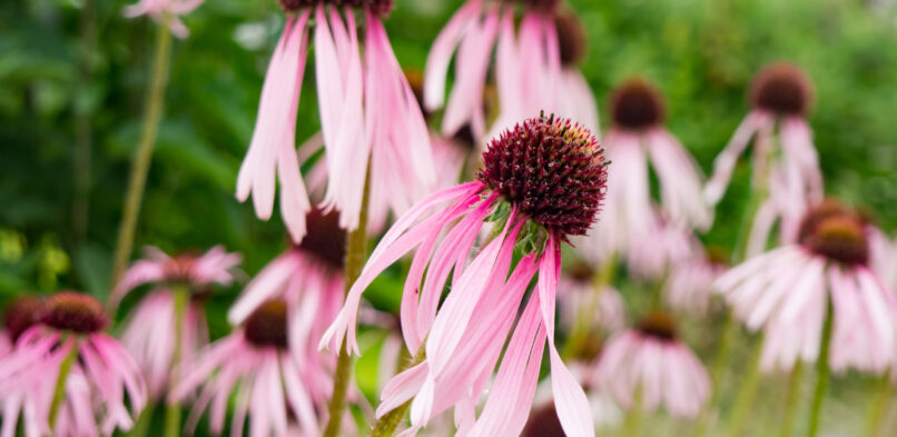 The Cons of Echinacea